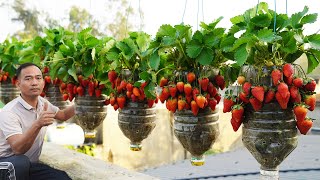 Growing Strawberries in Plastic Bottles  Surprising Results [upl. by Aiclef]