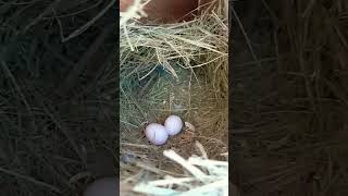 Love birds❤🐦🐦 breeding progress shorts lovebirds pets youtubeshorts viralvideo [upl. by Ocramed268]