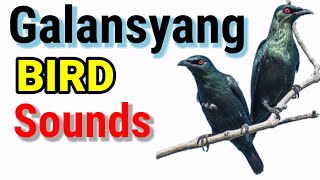 GALANSYANG  Asian Glossy Starling Sounds  Devil Bird Call Sounds [upl. by Niuqaoj]