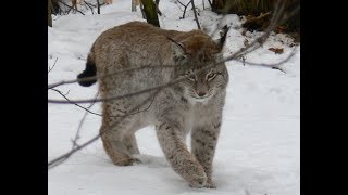 Lynx in Bucegi Natural Park [upl. by Gwenette302]