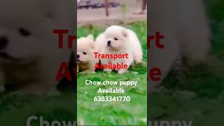 Chow chow puppy sale in maduraicoimbatorechennaiTrichyVelloreselamerodechowchowpuppytamilpet [upl. by Srevart]