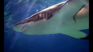 クロヘリメジロザメ Copper shark Bronze whaler Carcharhinus brachyurus [upl. by Tubb]