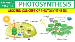 Photosynthesis in Tamil 12  Modern Concept of Photosynthesis  Class 11 Botany State Board [upl. by Enelhtak]