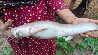 catching big catfish by cast net fishing videos  Catfish catching by machhali wala [upl. by Adlihtam]