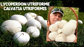 Lycoperdon utriforme  Calvatia utriformis  funghi 2024 SUB [upl. by Arias]