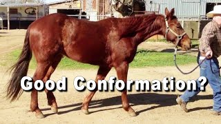 Reining amp Cutting Horse Conformation Good Or Bad [upl. by Arda990]