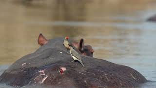 Oxpeckers on Hippo  Zambia Tourism [upl. by Sherwood]