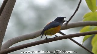 Bird Call ORANGEBELLIED FLOWERPECKER Singapore [upl. by Arbas]