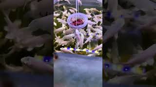 Scientific Breeding Methods of Koi Fry koi indian [upl. by Otrevire]