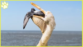 14 Pelicans Ruthlessly Gulping Down Other Animals [upl. by Laurena]