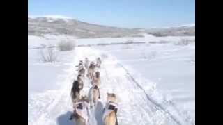 Iditarod 2012 quotAliy Camquot The Blueberry Hills [upl. by Knah]