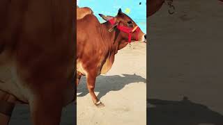 💥Top Sahiwal Cow For Sale।sahiwalcow🙏9571401539Call ya WhatsApp Massage kare।साहीवाल [upl. by Nedyah]