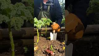 Wunderschöne Garten Ideen für den Frühling 🥕 gardening spring naturgartenideen [upl. by Bettine763]