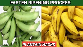 HOW TO FASTEN THE RIPENING PROCESS OF PLANTAINS [upl. by Brockwell183]