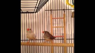 Zebra Finch Sounds beeps amp peeps [upl. by Sosna]