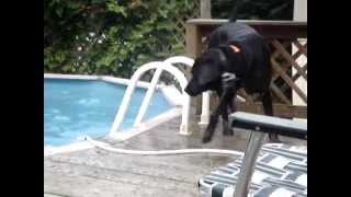 Our Labrador quotBaileyquot Swimming [upl. by Elrak]