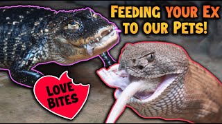 Feeding Your Exes to our Reptiles for Valentines Day [upl. by Oruhtra242]