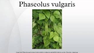 Phaseolus vulgaris [upl. by Rothmuller]