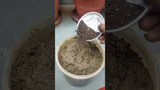 Puri Sardi flowering dene wala paudha guldavdi trending gardening viralvideo shorts [upl. by Sikras]