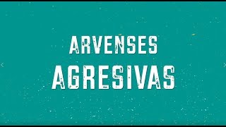 Identifique Las Arvenses Agresivas Típs del Profesor Yarumo [upl. by Culhert]