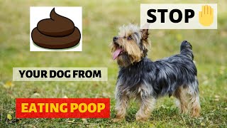 How to Stop Your Yorkshire Terriers Poop Eating Behaviour 10 Tips To Follow [upl. by Eberle712]