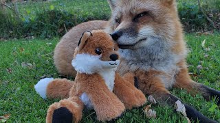 Finnegan Fox reacts to a toy that goes hehehe just like him [upl. by Kiona940]