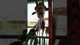 How long is a giraffes tongue zoo [upl. by Frye]