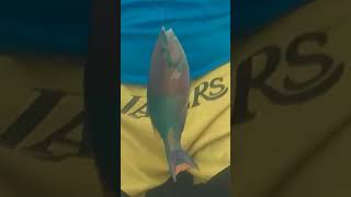 ISDANG MOLMOL🐟watchmyfullvideoinmyyoutubechannel fish ytchannel fishing [upl. by Laurence]