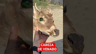 CABEZA DE VENADO🦌 con ojos verdes IMPRESIONANTE Manabí Ecuador 🇪🇨 10sep2024 [upl. by Allenad]