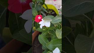 Sadabahar ka paudha Ghar me lagana kyu shubh  trending plants garden youtube shorts [upl. by Zaslow862]