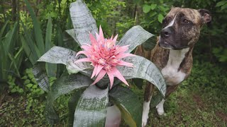 How to Pot a Bromeliad  Care Guide for Aechmea Fasciata  Plant with Me  Emileaves [upl. by Nylarak]