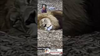 Lion cub wakes his father animals hounted funnyanimals growth [upl. by Pros]