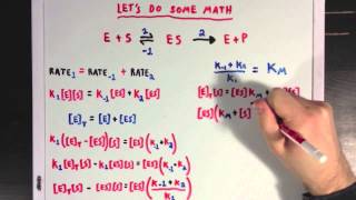 Steady States and the Michaelis Menten Equation [upl. by Dronel]