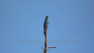 The verditer Flycatcher is an Old World flycatcher  Birds of India [upl. by Leake]