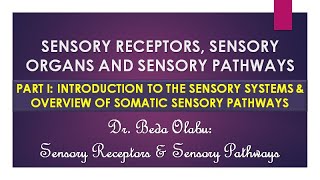 INTRODUCTION TO THE SENSORY RECEPTORS amp OVERVIEW OF SOMATIC SENSORY PATHWAYS [upl. by Southard786]