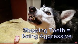 Siberian Husky tip Showing Teeth amp growling means aggression [upl. by Dwight932]