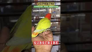 Rare mutation  Opaline  GREYWING  Lovebird beauty  Breeding 2023  Home Breed parrot [upl. by Vieva]