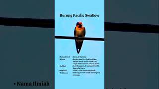 Pacific Swallow  Hirundo Tahitica swallow swallowbird birds [upl. by Assille]