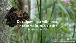 Caligovlinders in de Hortus botanicus Leiden  Van ei tot vlinder [upl. by Suirred]