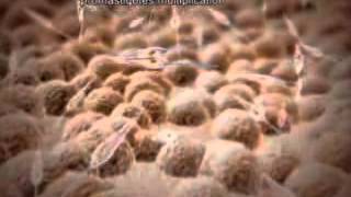 ▶ Life cycle of Leishmania in the insect vector YouTube 240p [upl. by Singleton]