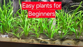 Easy plants for a fish tank fishtank aquarium plantedtank animals baby fish [upl. by Assennej719]