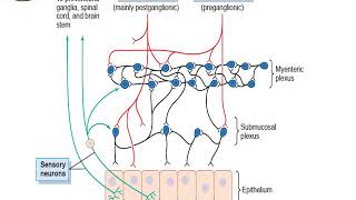 Introduction to GIT physiology and Physiology of Gastric Secretion part 1 [upl. by Eecats]