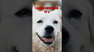 What is canine distemper [upl. by Akeemaj]