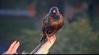 European Starling Calls And Shines In Morning Sun – Jan 17 2018 [upl. by Alcinia]