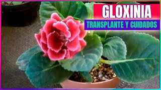 Gloxinia Sinningia speciosa cuidados y trasplante chuyito jardinero [upl. by Toft]