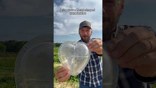 Heart shaped watermelon 🍉 watermelon gardenfun vegetablegardening [upl. by Pleasant867]