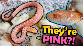 Baby Albino Bullsnakes Hatching [upl. by Boothe803]