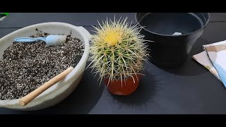 Transplante de Echinocactus Grusonii [upl. by Gellman]