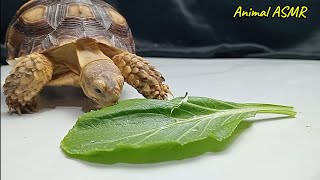 Animal ASMR baby turtle eating mustard greens 🐢 [upl. by Romeon]