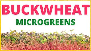 How To Grow Buckwheat Microgreens Super Easy Growing [upl. by Civ189]